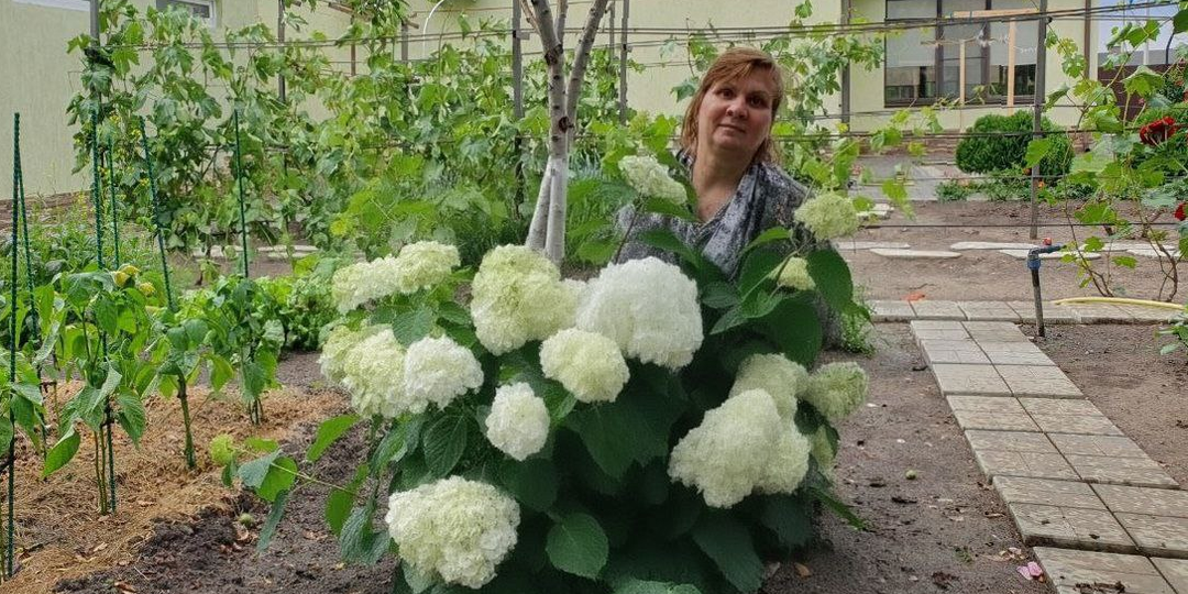 Как вырастить гортензии, которые зацветут так пышно, что соседи попросят ваш секрет