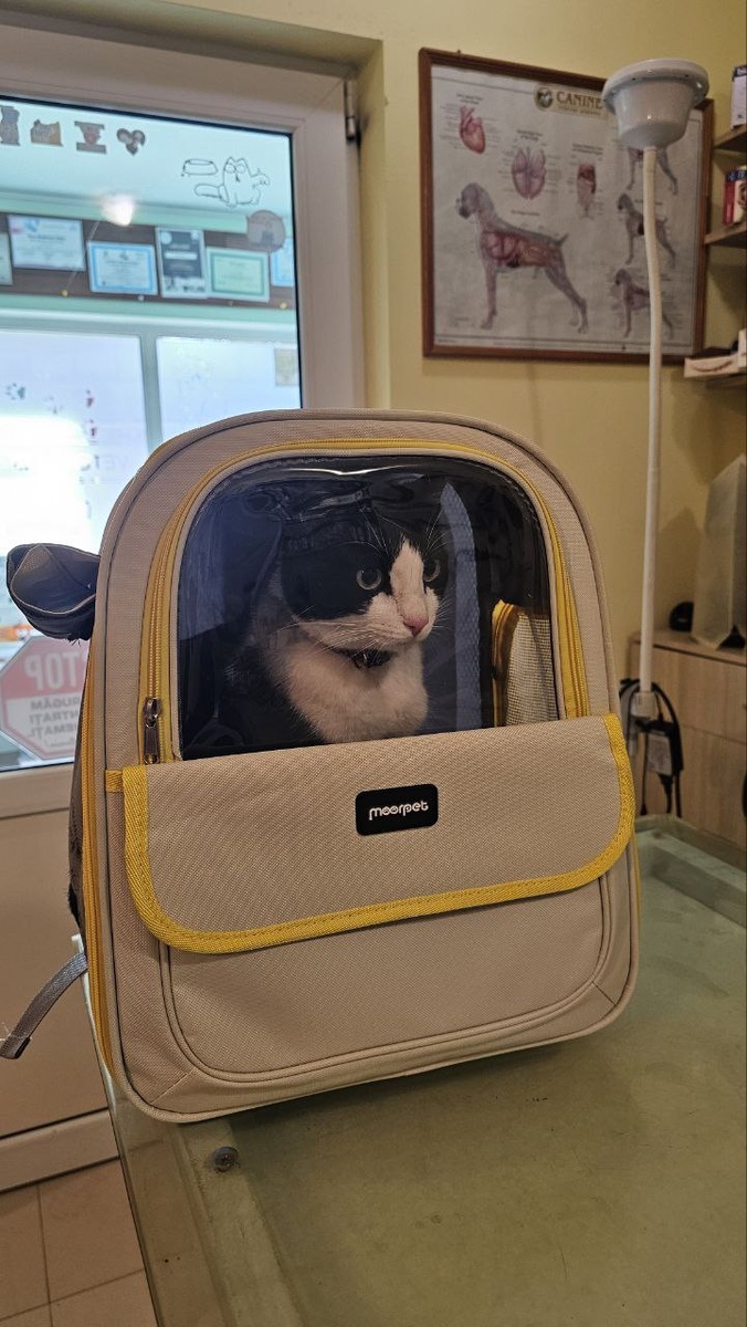 кот на приеме у ветеринара