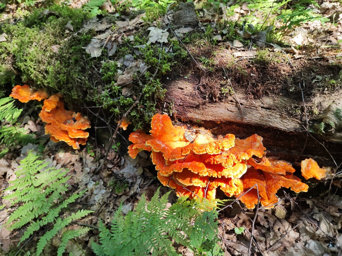 Ирина Ходакова 19.06.25
А в южном Подмосковье голяк на базе, сыро, трава, змеи..