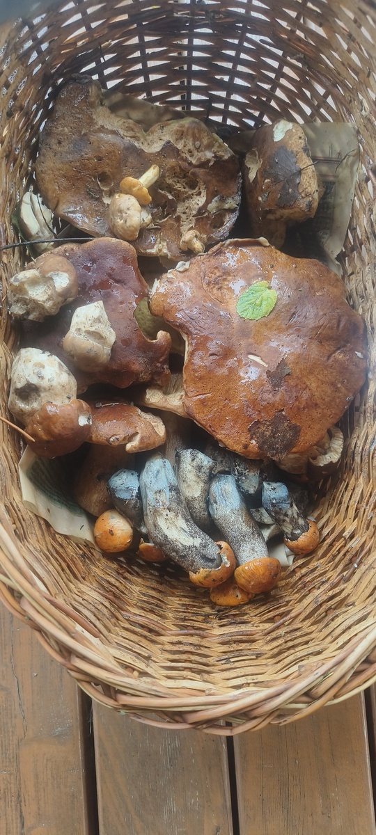 Фото Лёля Сергеевна 19.06.25 Север МО.