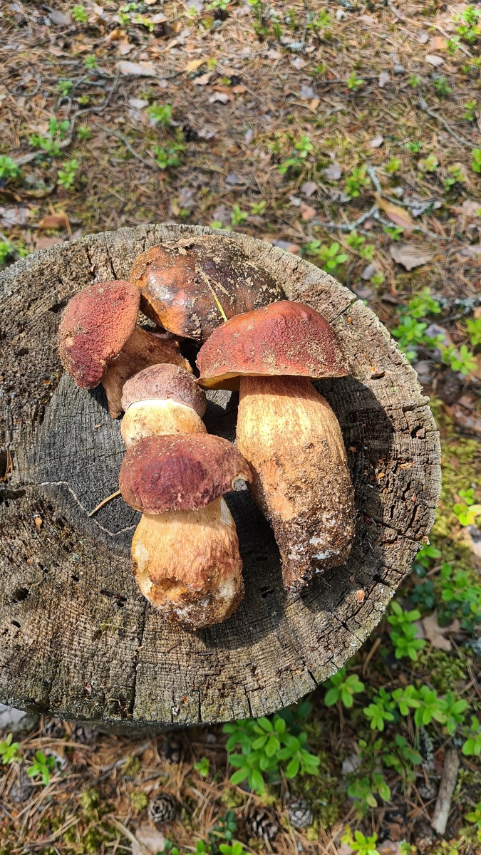 Фото Алексей Ц 17.06.25 Тверь.