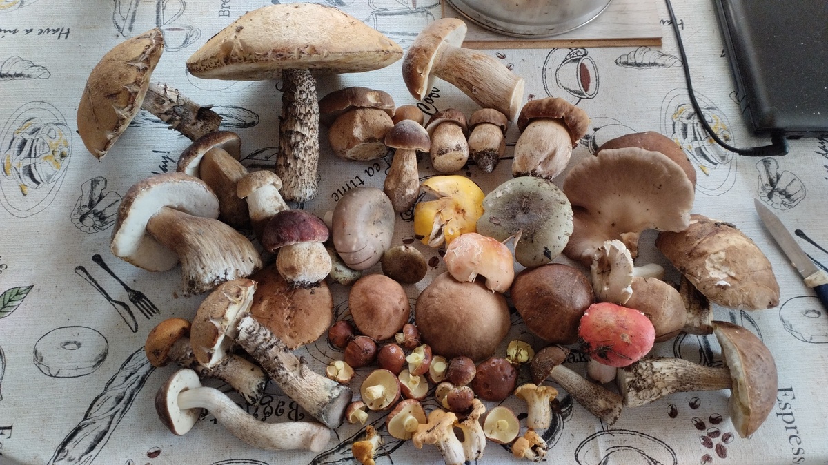  Фото Татьяна Руденко 19.06.25. Брянская обл.