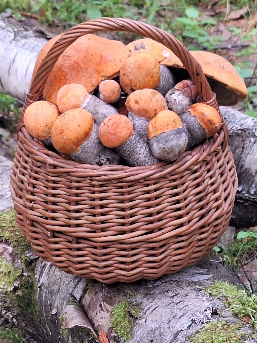 Фото Денис Харитонов 18.06.25. Лен. область.