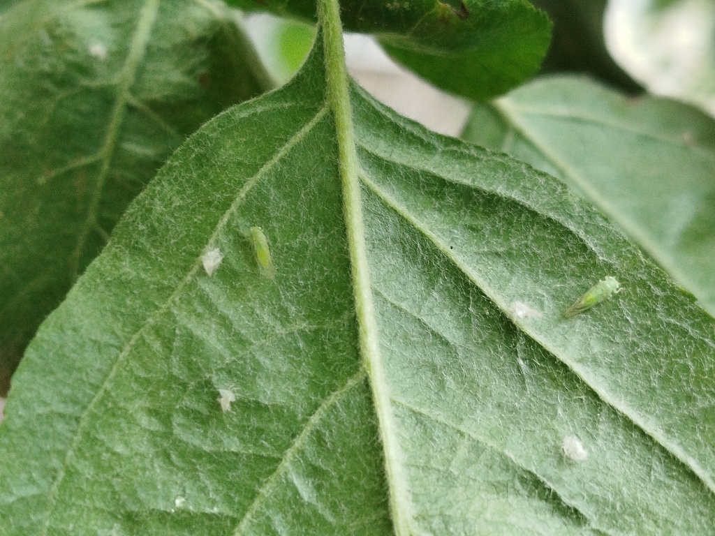  Медяница на яблоне