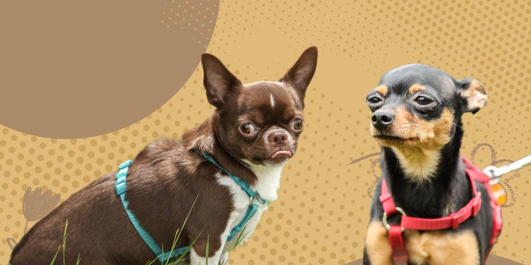 Семья Буровых: "Души не чаем в Ириске и Прянике"