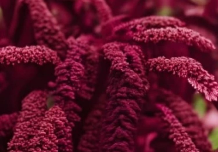    Отец «российского амаранта» профессор Исхан Магомедов – об уникальности амаранта и своей миссии