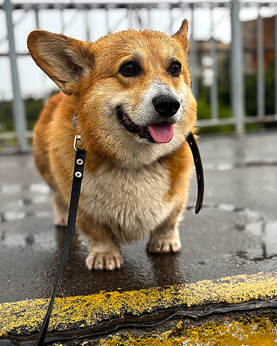 Корги в дождь