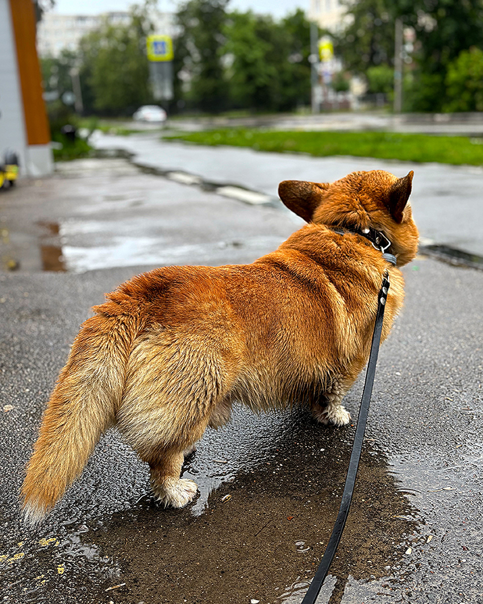 Прогулка в дождь - только сделать гигиенические процедуры