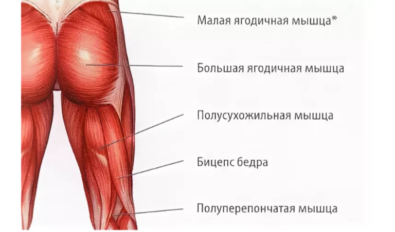 Ягодичные мышцы.