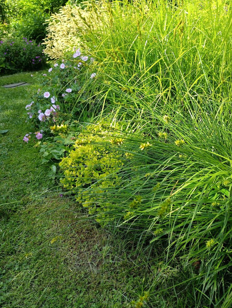 Барбарис Тунберга Тайни Голд (Berberis thunbergii Tiny Gold) в центре
