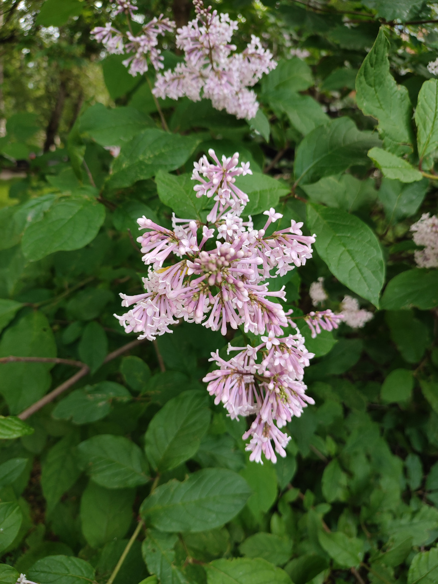 Такая красота во дворе растет