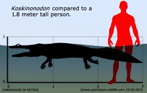 Коскинонодон по сравнению с человеком.