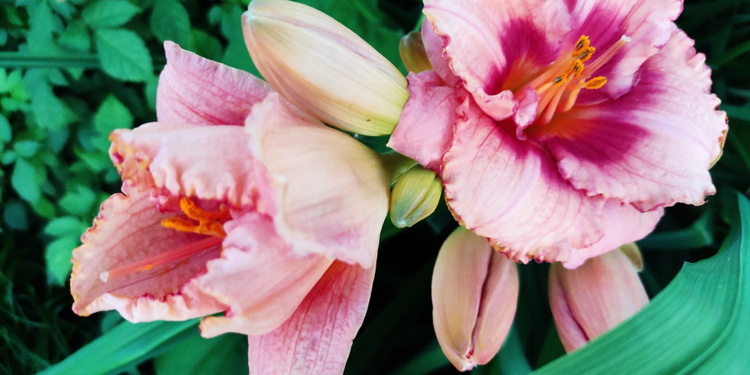 Не тратьте деньги на растения: 10 способов получить многолетники и кустарники бесплатно