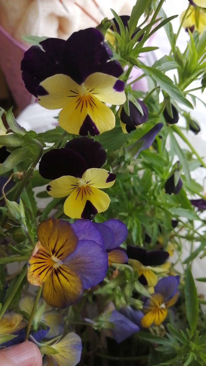 Растения селкоцветковых виол. По утверждению продавца многолетник.