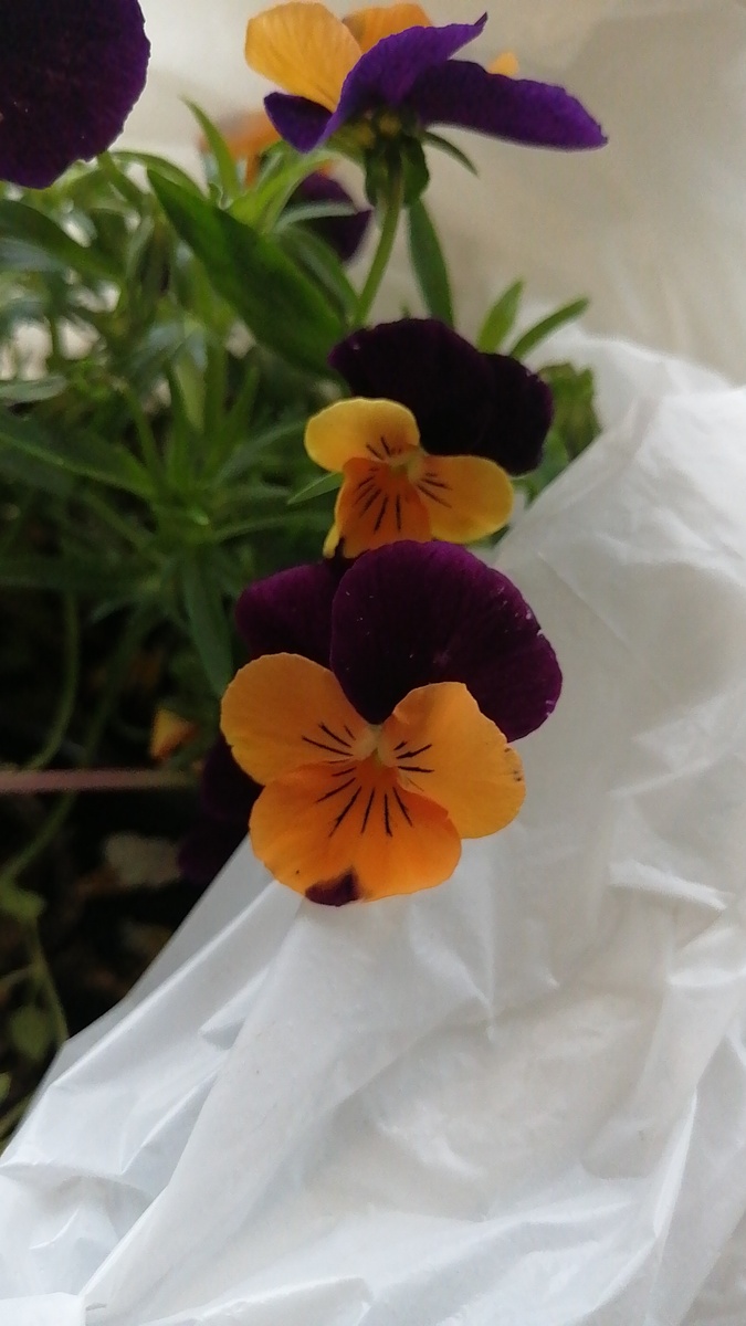 Мелкоцветковая Виола. По утверждению продавца многолетняя.