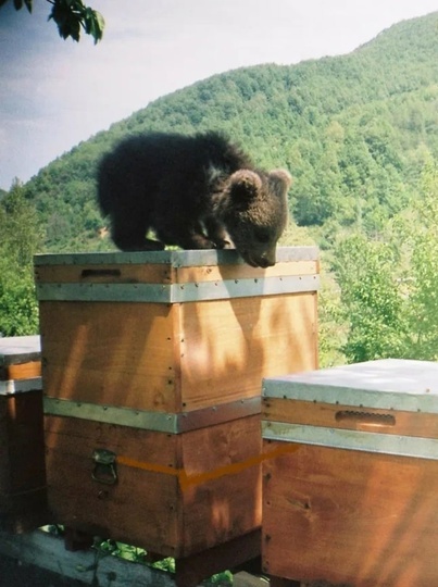 Как пчеловек и пчелы медведя от пасеки отваживали: кто победил?