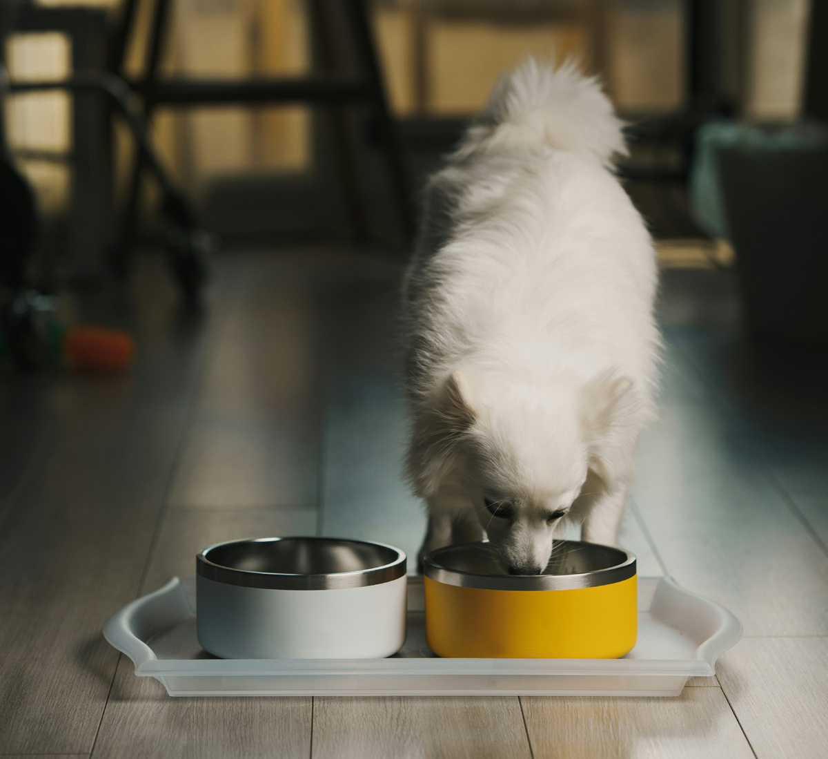 Факт: мелкие животные быстрее расходуют энергию для поддержания нормальной температуры тела и активности.