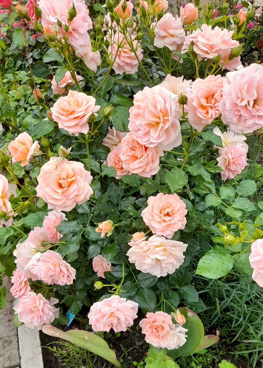 Гейша. Фото автора 