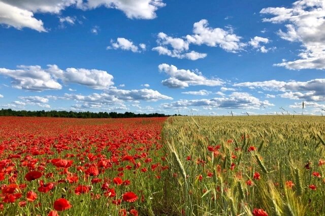    Павские маки - излюбленная локация для фото Фото: Александр Машкарин