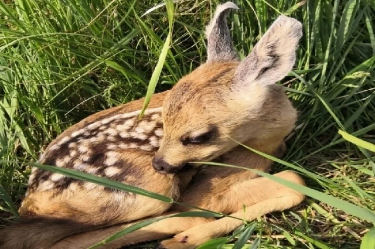    Под Шадринском спасли косуленка, чью мать на трассе сбила машина