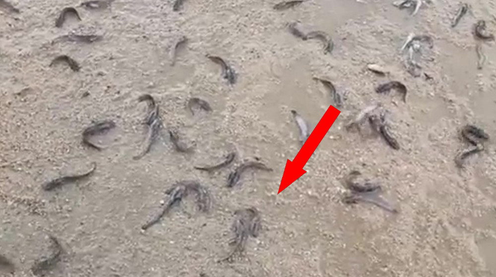    Рыбы и лягушки падают с неба ТОП-5 самых шокирующих случаев в истории