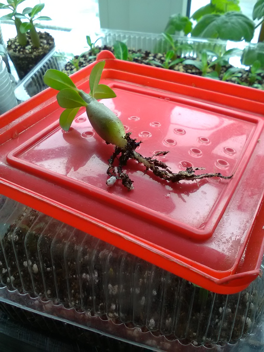 Тот самый корень-морковка