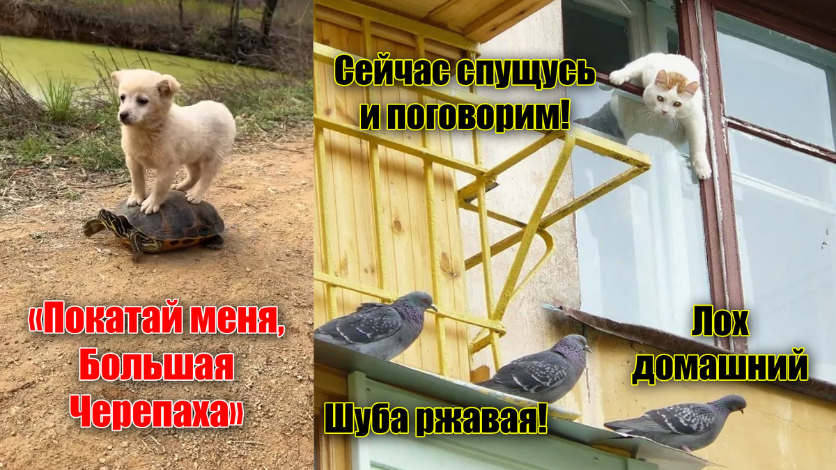 Невыдуманные истории, о которых невозможно молчать из мира животных