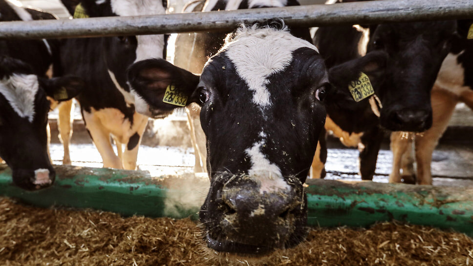 Фото: Артем Краснов / Коммерсантъ