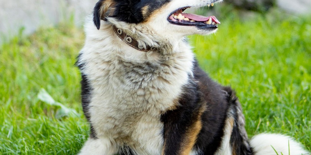 За четыре года в приюте Оги научился доверять. Помогите ему сделать последний шаг — попасть домой!