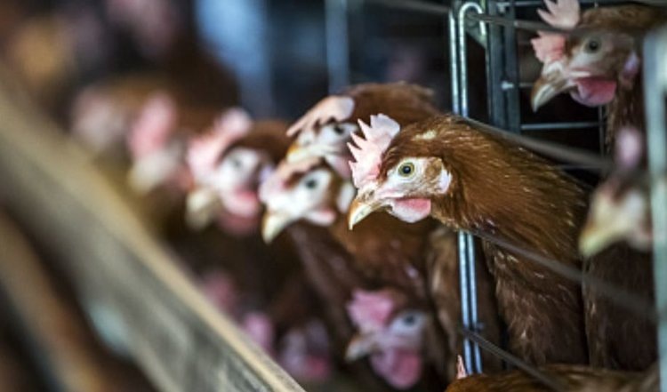    Фото: Минсельхоз РФ