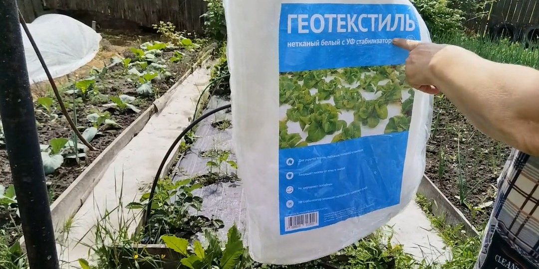 Накрываю клубнику тканью, чтобы защитить её от птиц.
