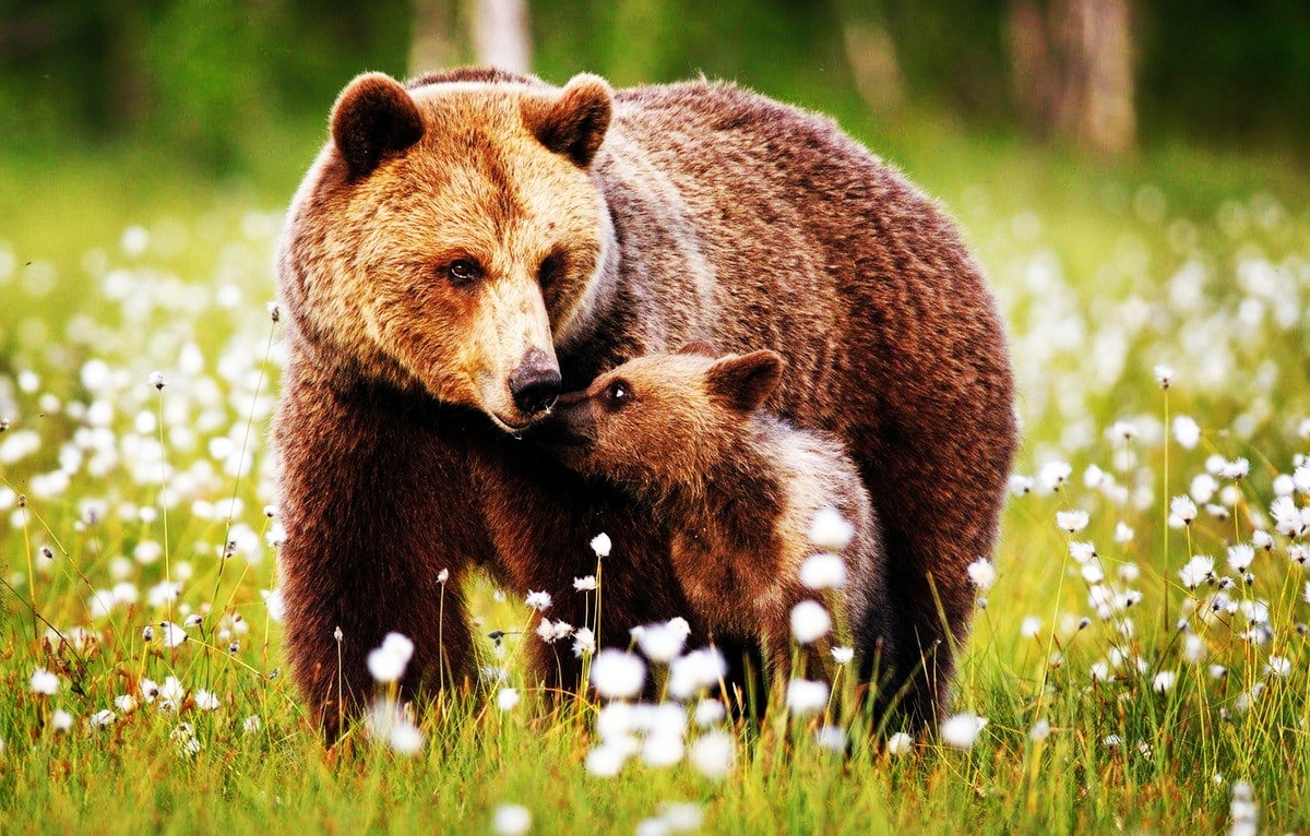 Медведица с медвежонком на прогулке. Красиво, но личной встречи лучше избежать любым способом! Фото из общего доступа