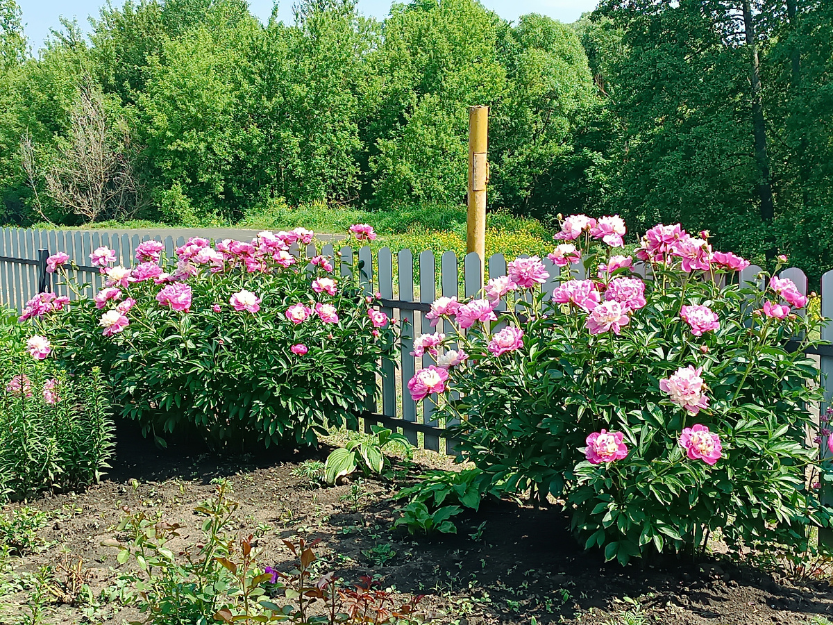 Розовые пионы