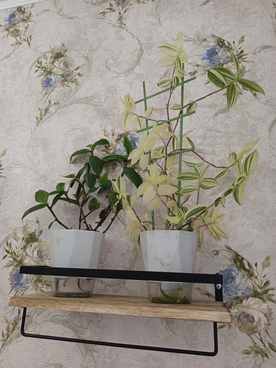 Традесканции