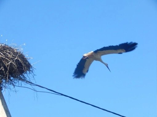 Аисты. Гнездо над крышей.
