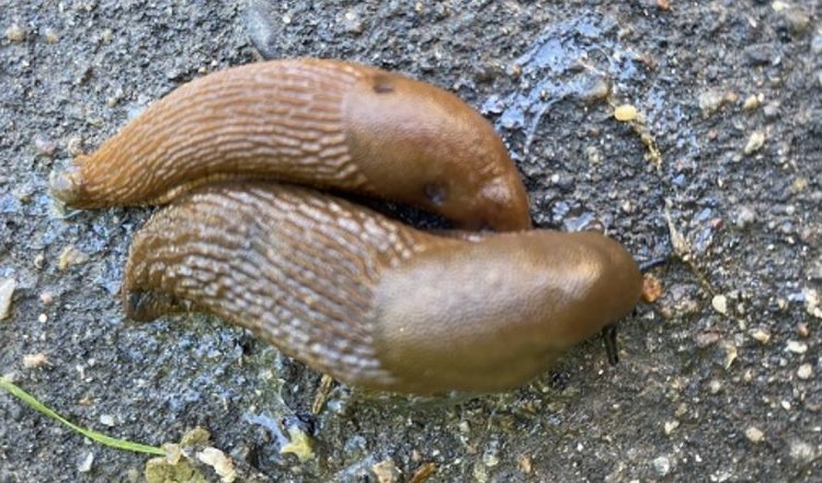    Фото: Россельхозцентр по Московской области