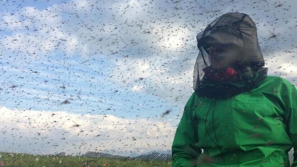     Источник: ГКУ РК «Пряжинское центральное лесничество»