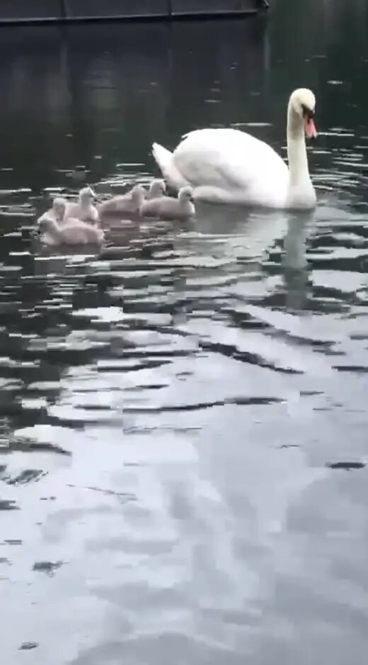    Фото: скриншот из видео в соцсетях.