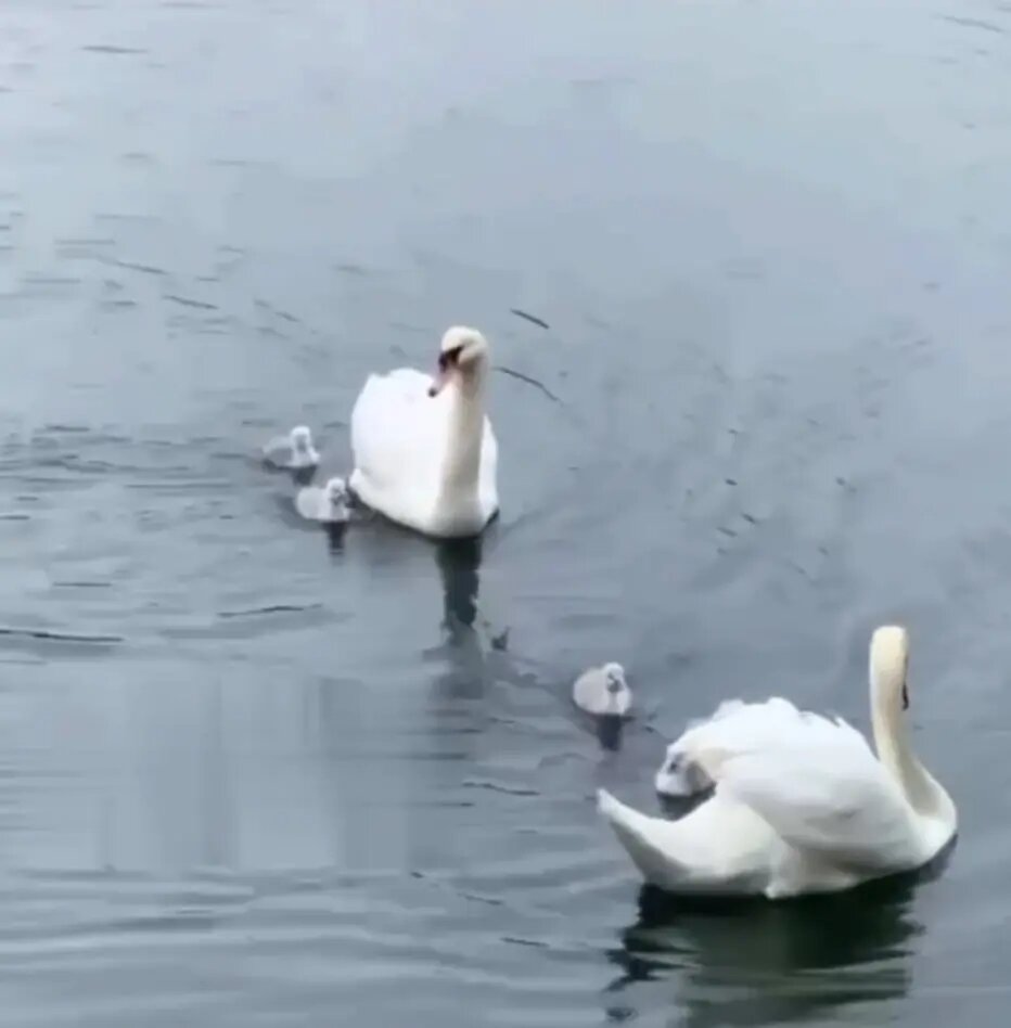    Фото: скриншот из видео в соцсетях.