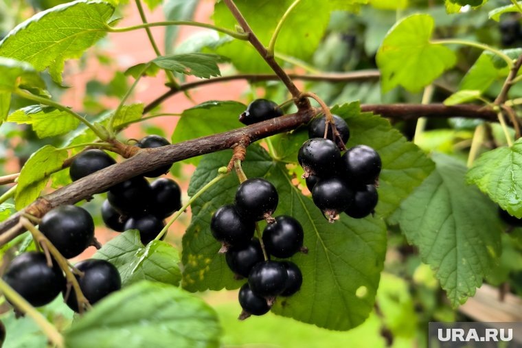 Первые упоминания о смородине встречаются в древнерусских летописях XI века. Фото: Maksim Konstantinov / Global Look Press