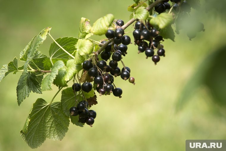 Ягоды смородины оказывают витаминное, мочегонное, общеукрепляющее, противовоспалительное и даже болеутоляющее действие. Фото: Nikolay Gyngazov / Global Look Press