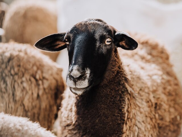    Фото: 123RF/lightfieldstudios