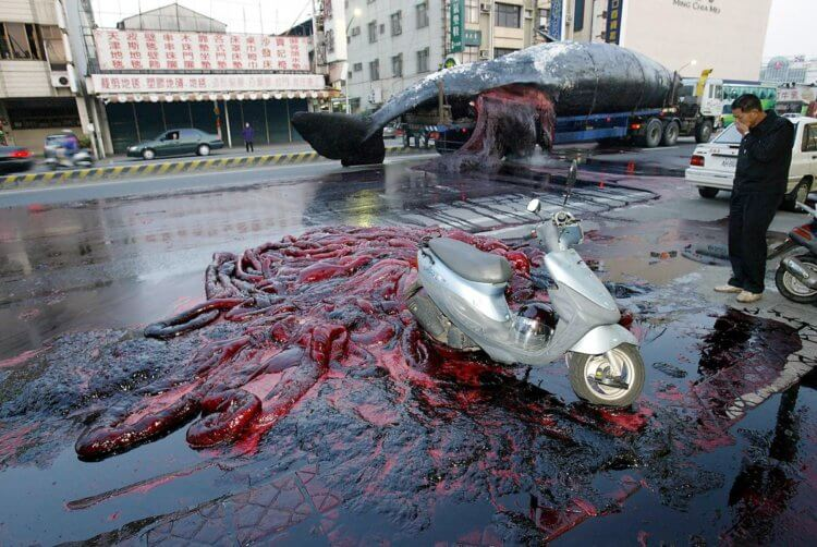 Кровь и внутренности усеивают улицу в Тайнане после того, как разлагающиеся органы кашалота привели к его взрыву.