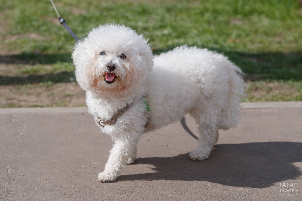 Фото: © «Татар-информ»