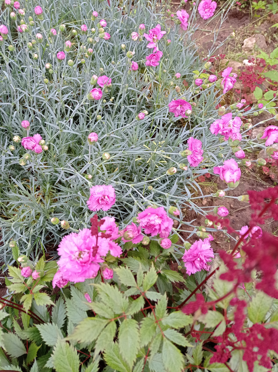 Вот лужайка. 