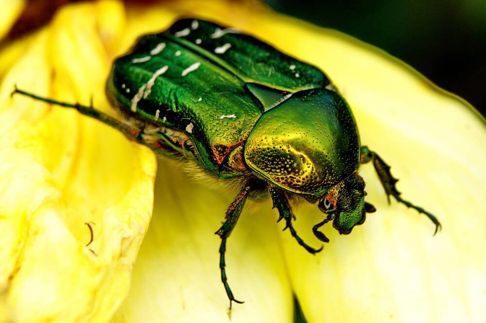 Фото взято из открытого доступа.