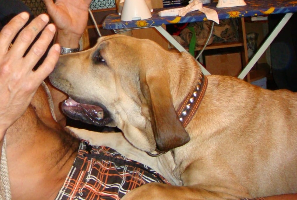 Нашей Марго, порода Фила бразилейро 5 месяцев