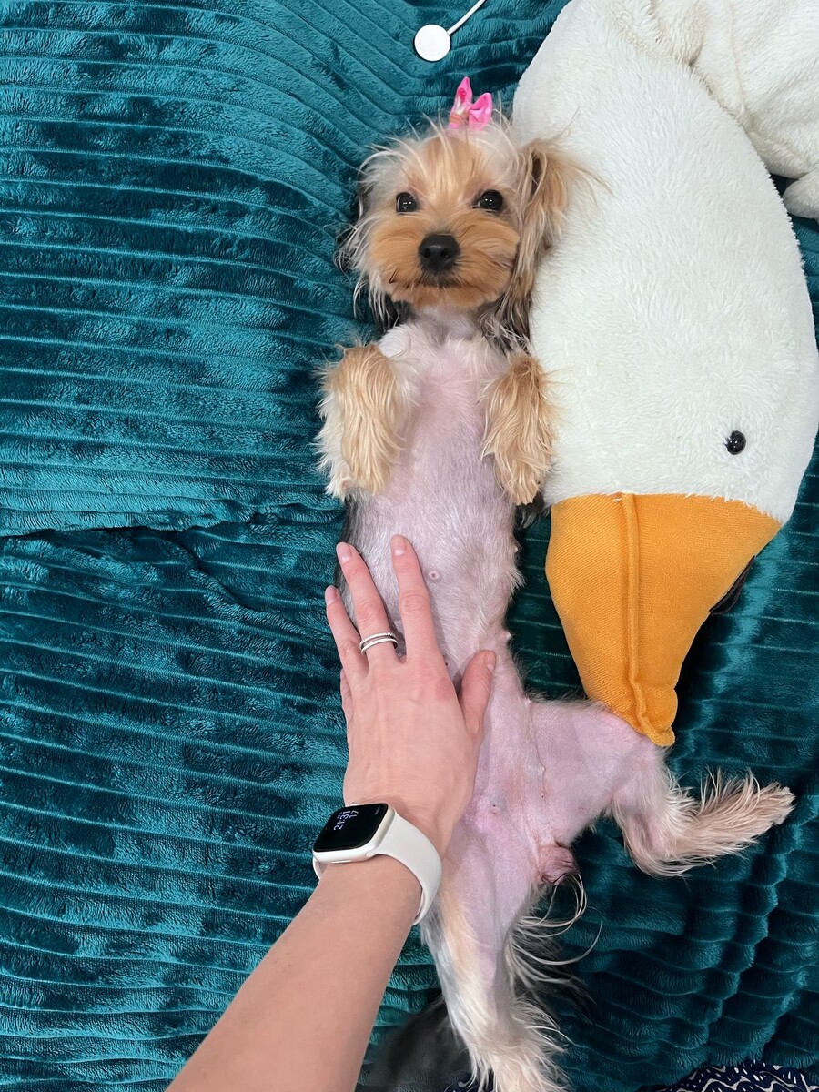 любимая собака дочери