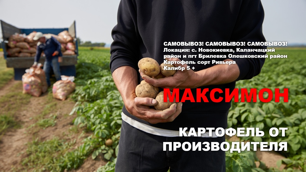 Картофель купить оптом от производителя Великие Копани. Москва. Санкт-Петербург. Россия. 2025г. Copany Market Premium