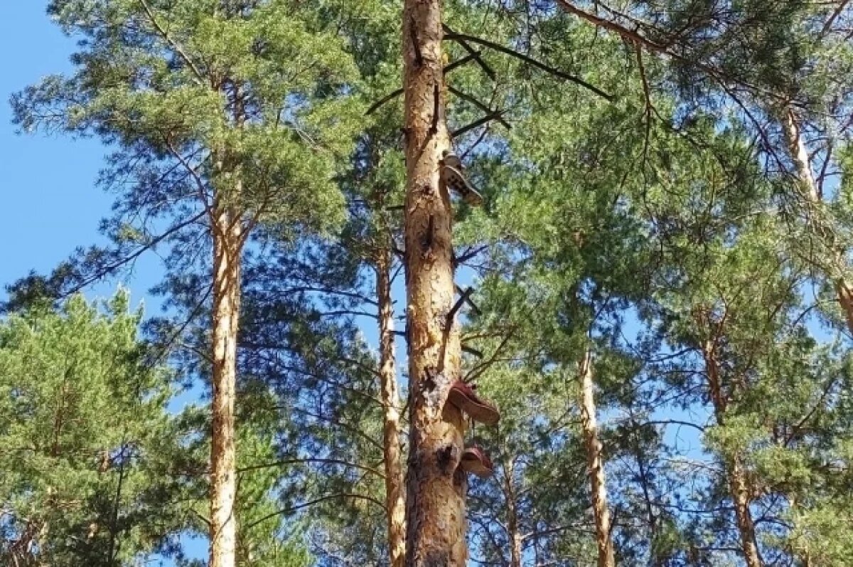    Забрасывать кроссовки на ветки деревьев стало в лагере «Чайка» традицией.